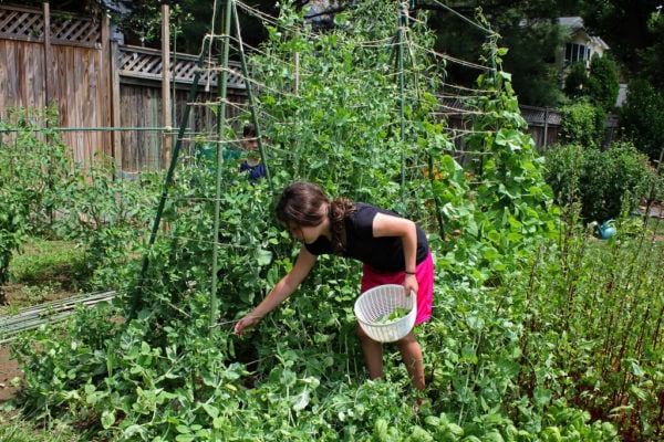 Growing your own food