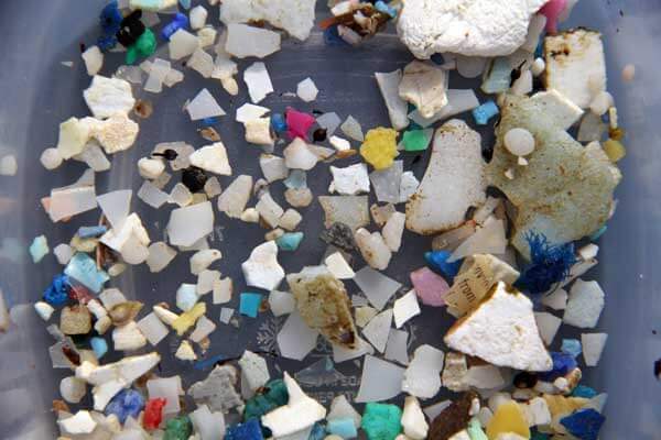 Plastic Plankton Plastic Plankton